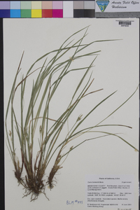 Carex brainerdii image