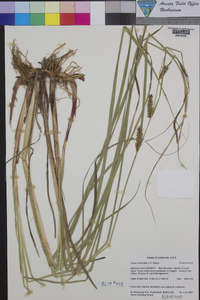 Carex exsiccata image