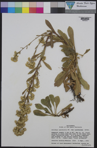 Solidago spathulata image