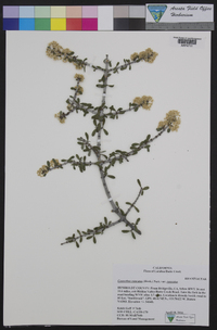 Ceanothus cuneatus image