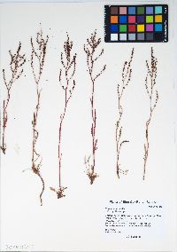 Rumex acetosella image