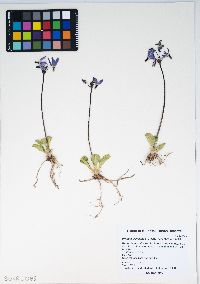 Primula clevelandii image