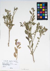 Solanum umbelliferum image