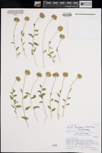 Encelia frutescens image