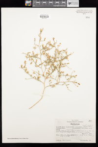 Stephanomeria pauciflora image