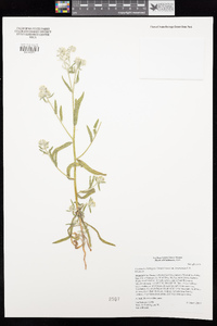 Cryptantha barbigera image