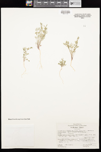 Apiastrum angustifolium image