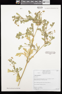 Apium graveolens image