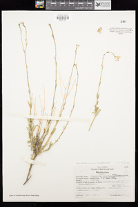 Crocanthemum scoparium image