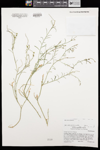 Stillingia linearifolia image