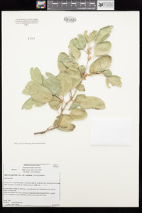 Quercus agrifolia var. oxyadenia image