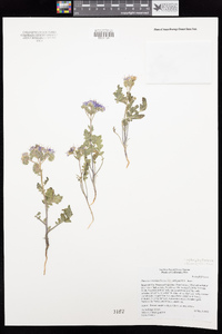 Phacelia crenulata image