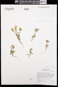 Phacelia crenulata image