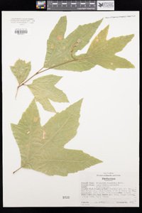 Platanus racemosa image