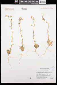 Gilia diegensis image