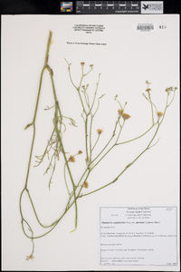 Chaenactis carphoclinia image