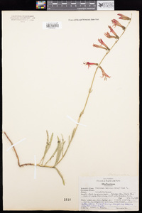 Penstemon labrosus image