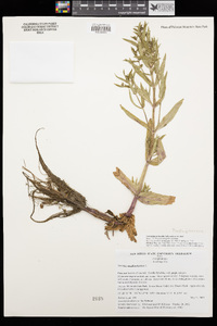 Veronica anagallis-aquatica image