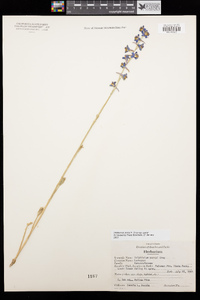 Delphinium parryi subsp. parryi image