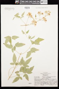 Clematis ligusticifolia image