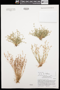 Juncus bufonius image