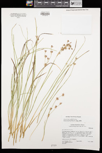 Juncus macrophyllus image