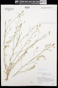 Stephanomeria exigua subsp. exigua image