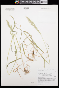 Bromus berteroanus image