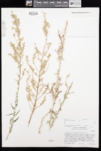 Artemisia ludoviciana subsp. incompta image