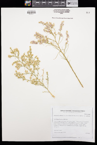 Ambrosia salsola var. salsola image