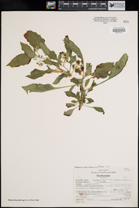 Solanum americanum image