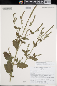 Verbena lasiostachys var. scabrida image