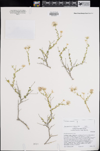 Brickellia frutescens image