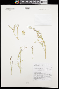 Stillingia linearifolia image