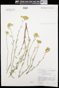 Eriophyllum confertiflorum image