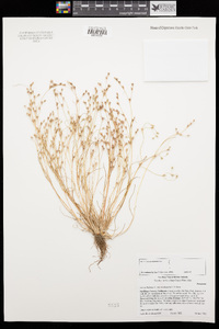 Juncus bufonius image