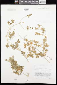 Clematis pauciflora image