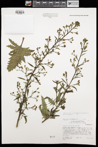 Scrophularia californica image