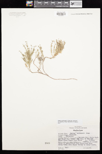 Galium andrewsii image