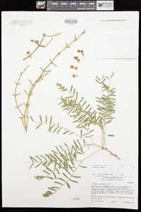 Phoradendron californicum image