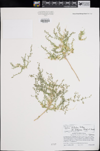 Galium stellatum image