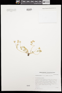 Limnanthes alba subsp. parishii image