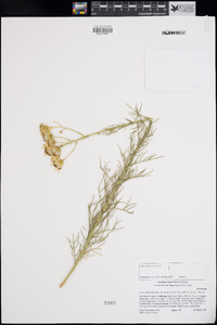 Senecio flaccidus image