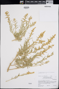 Atriplex canescens var. canescens image