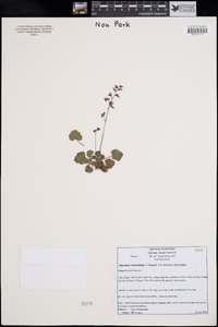 Heuchera hirsutissima image