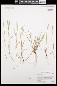 Bromus hordeaceus image