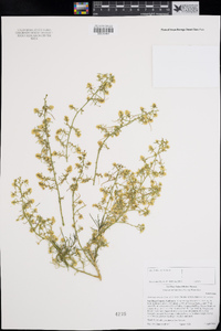 Ambrosia salsola var. salsola image