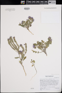 Phacelia crenulata image