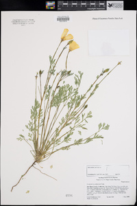 Eschscholzia californica image