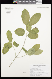 Euonymus occidentalis var. parishii image